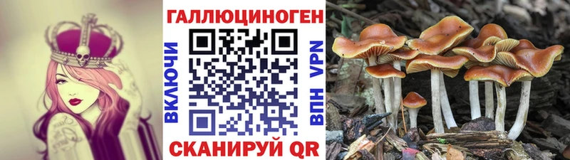 KRAKEN   Кириши  Галлюциногенные грибы Psilocybe 